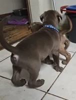 Atlas, a male American Pit Bull Terrier for sale in San Jose, CA – Photo 5 of 10