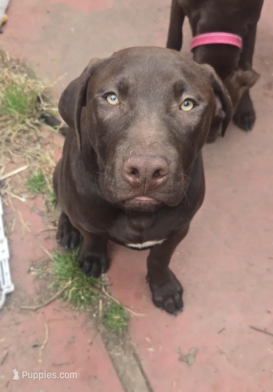 Atlas – American Pit Bull Terrier puppy for sale in San Jose, CA