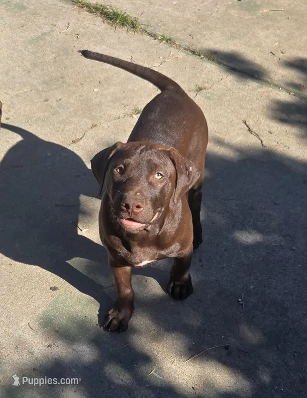Atlas – American Pit Bull Terrier puppy for sale in San Jose, CA