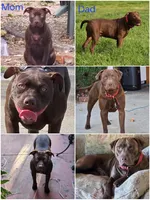 Atlas, a male American Pit Bull Terrier for sale in San Jose, CA – Photo 10 of 10