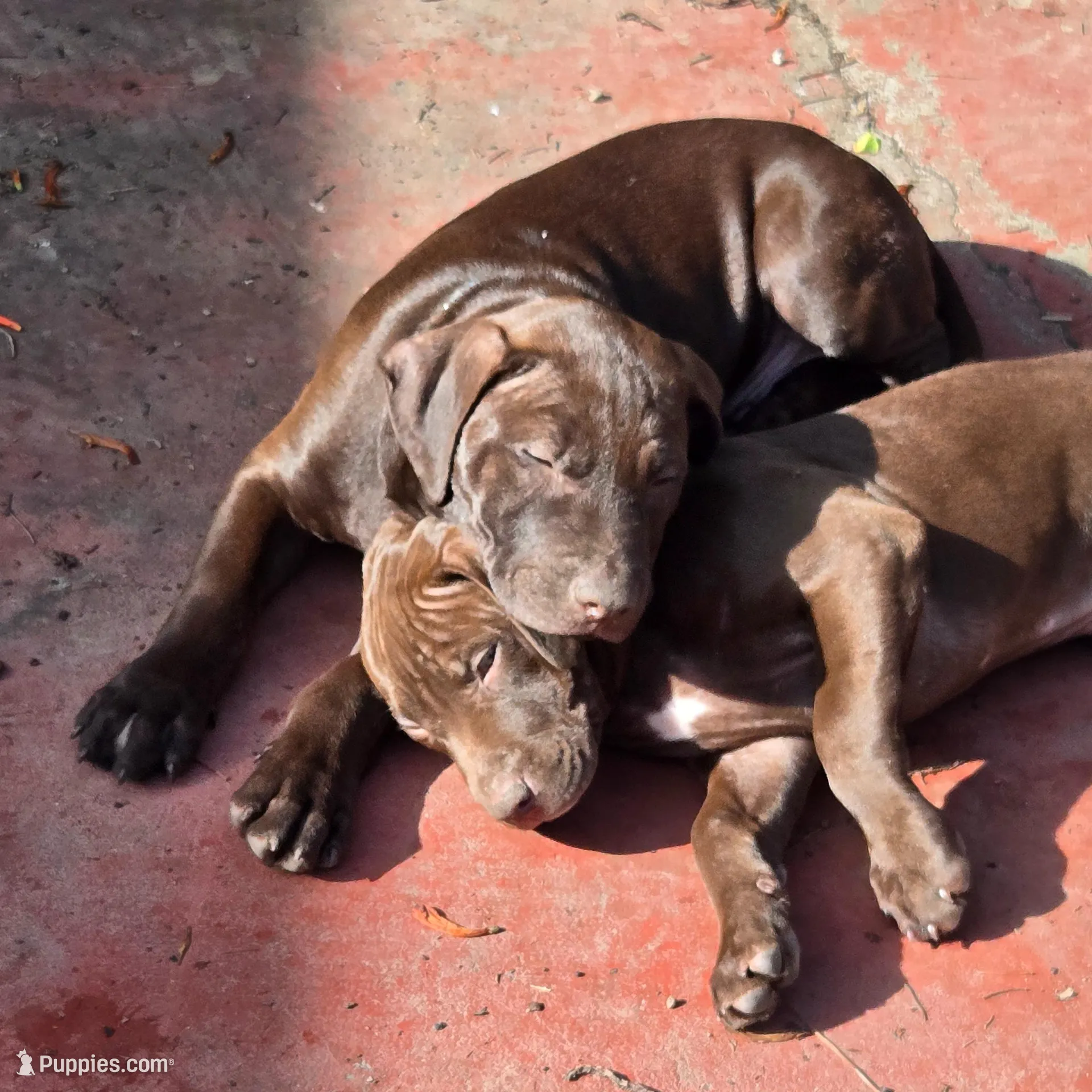 Atlas, a male American Pit Bull Terrier for sale in San Jose, CA – Photo 10 of 10