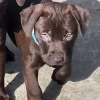 Atlas, a male American Pit Bull Terrier for sale in San Jose, CA – Photo 8 of 10