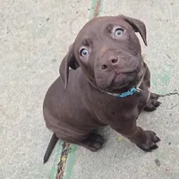 Atlas, a male American Pit Bull Terrier for sale in San Jose, CA – Photo 4 of 10