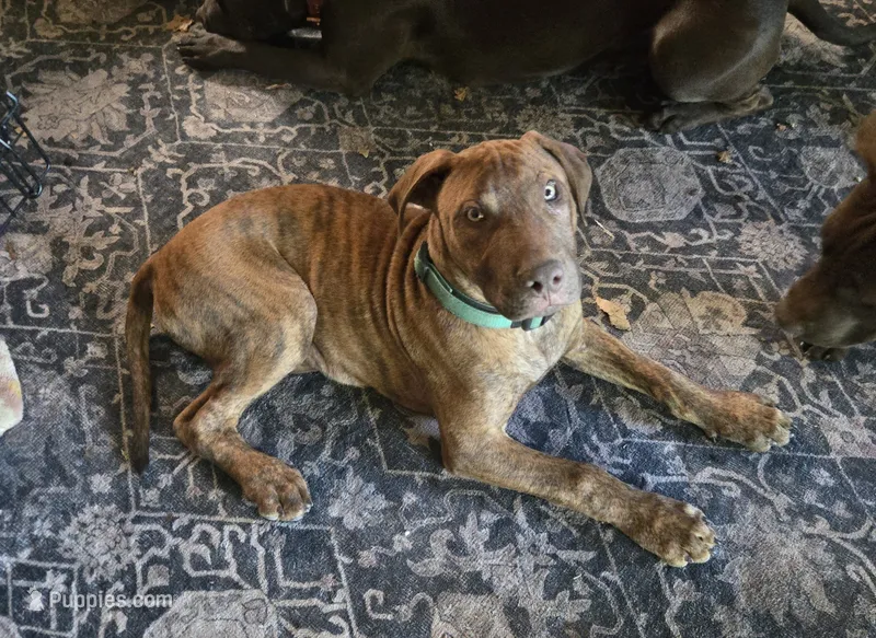 Ares – American Pit Bull Terrier puppy for sale in San Jose, CA