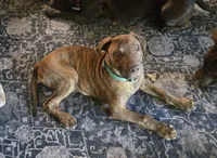 Ares, a male American Pit Bull Terrier for sale in San Jose, CA – 1 of 9