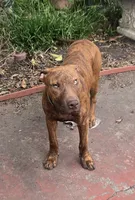 Ares, a male American Pit Bull Terrier for sale in San Jose, CA – 8 of 9