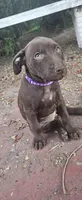 Purple Rain, a female American Pit Bull Terrier for sale in San Jose, CA – Photo 3 of 7
