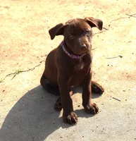 Purple Rain, a female American Pit Bull Terrier for sale in San Jose, CA – Photo 5 of 7