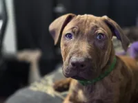 Ares, a male American Pit Bull Terrier for sale in San Jose, CA – 2 of 9