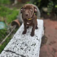 Daisy Dukes, a female American Pit Bull Terrier for sale in San Jose, CA – Photo 8 of 10