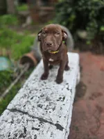 Daisy Dukes, a female American Pit Bull Terrier for sale in San Jose, CA – Photo 8 of 10