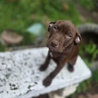 Daisy Dukes, a female American Pit Bull Terrier for sale in San Jose, CA – Photo 5 of 10