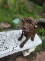 Daisy Dukes, a female American Pit Bull Terrier for sale in San Jose, CA – Photo 5 of 10