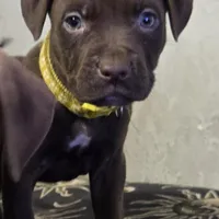 Daisy Dukes, a female American Pit Bull Terrier for sale in San Jose, CA – Photo 9 of 10