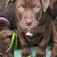 Daisy Dukes, a female American Pit Bull Terrier for sale in San Jose, CA – Photo 1 of 10