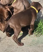 Daisy Dukes, a female American Pit Bull Terrier for sale in San Jose, CA – Photo 10 of 10