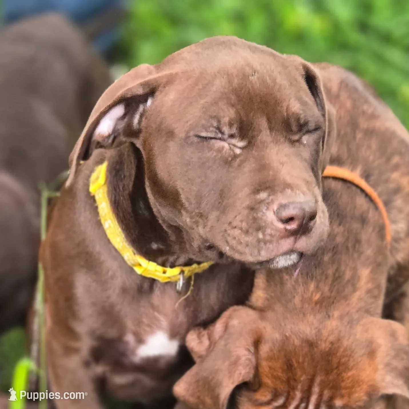 Daisy Dukes, a female American Pit Bull Terrier for sale in San Jose, CA – Photo 2 of 10
