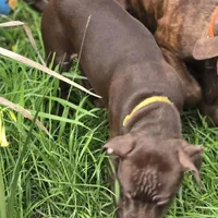 Daisy Dukes, a female American Pit Bull Terrier for sale in San Jose, CA – Photo 3 of 10