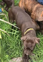 Daisy Dukes, a female American Pit Bull Terrier for sale in San Jose, CA – Photo 3 of 10