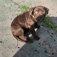 Daisy Dukes, a female American Pit Bull Terrier for sale in San Jose, CA – Photo 7 of 10