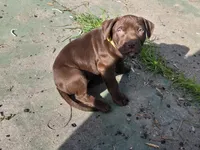 Daisy Dukes, a female American Pit Bull Terrier for sale in San Jose, CA – Photo 7 of 10