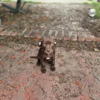 Daisy Dukes, a female American Pit Bull Terrier for sale in San Jose, CA – Photo 6 of 10