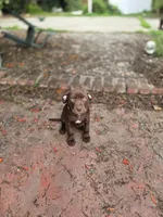 Daisy Dukes, a female American Pit Bull Terrier for sale in San Jose, CA – Photo 6 of 10