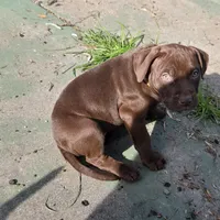 Daisy Dukes, a female American Pit Bull Terrier for sale in San Jose, CA – Photo 4 of 10