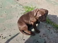 Daisy Dukes, a female American Pit Bull Terrier for sale in San Jose, CA – Photo 4 of 10