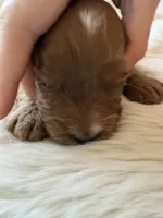 Ginger , a female Cavapoo for sale in Lexington, NC – 7 of 8