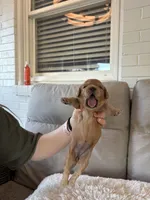 Holly, a female Cavapoo for sale in Lexington, NC – 4 of 8