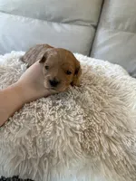 Holly, a female Cavapoo for sale in Lexington, NC – 2 of 8