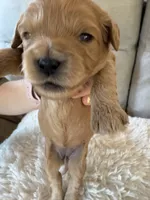 Holly, a female Cavapoo for sale in Lexington, NC – 7 of 8