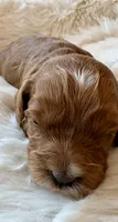 Ginger , a female Cavapoo for sale in Lexington, NC – 2 of 8