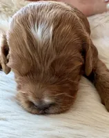 Ginger , a female Cavapoo for sale in Lexington, NC – 6 of 8