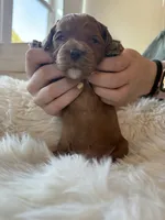 Ginger , a female Cavapoo for sale in Lexington, NC – 8 of 8