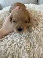 Holly, a female Cavapoo for sale in Lexington, NC – 5 of 8