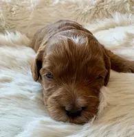 Ginger , a female Cavapoo for sale in Lexington, NC – 1 of 8