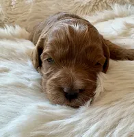 Ginger , a female Cavapoo for sale in Lexington, NC – 4 of 8