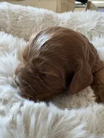 Ginger , a female Cavapoo for sale in Lexington, NC – 3 of 8