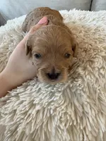 Holly, a female Cavapoo for sale in Lexington, NC – 6 of 8