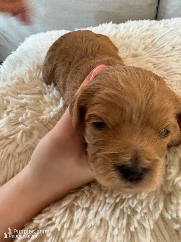 Holly – Cavapoo puppy for sale in Lexington, NC