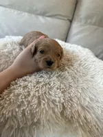Holly, a female Cavapoo for sale in Lexington, NC – 8 of 8