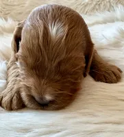 Ginger , a female Cavapoo for sale in Lexington, NC – 5 of 8