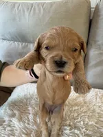 Holly, a female Cavapoo for sale in Lexington, NC – 3 of 8