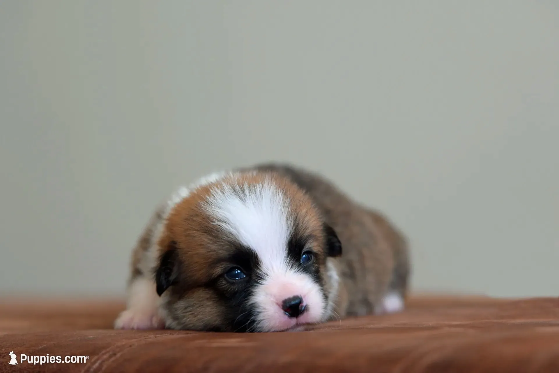 Benny, a male Pembroke Welsh Corgi for sale in Modesto, CA – 2 of 3