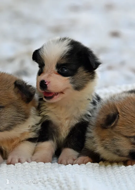Tom – Pembroke Welsh Corgi puppy for sale in Modesto, CA