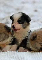 Tom, a male Pembroke Welsh Corgi for sale in Modesto, CA – 1 of 2