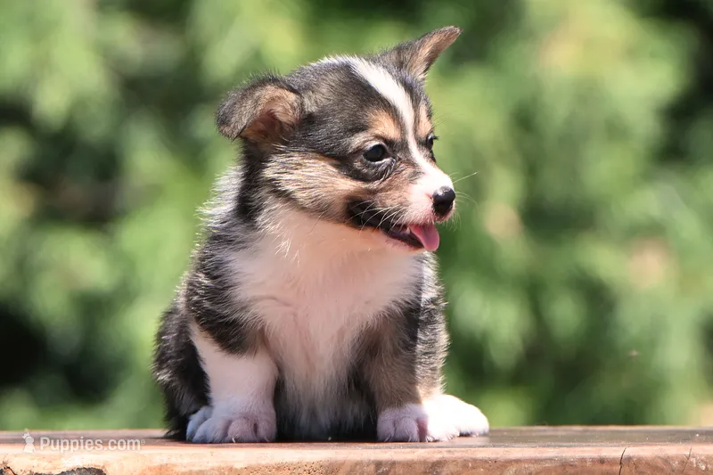 Tory – Pembroke Welsh Corgi puppy for sale in Modesto, CA