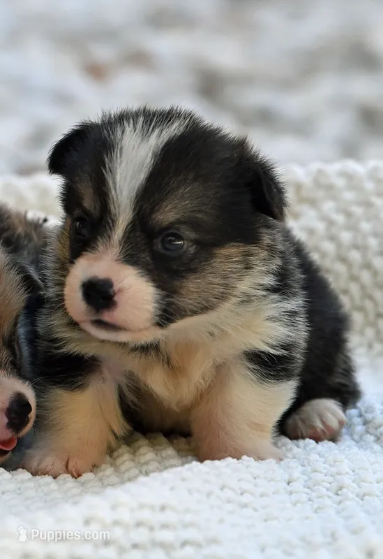 Todd – Pembroke Welsh Corgi puppy for sale in Modesto, CA